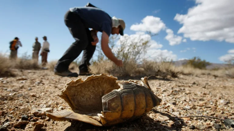 the-death-of-a-definition-legal-battle-erupts-over-gutting-the-endangered-species-act