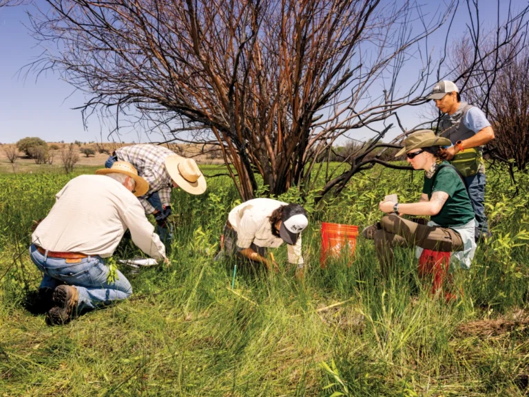 the-ghost-in-the-grass-saving-arizonas-rarest-orchid-from-the-brink-of-extinction
