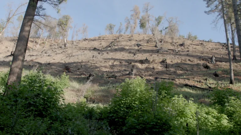 poisoning-the-roots-the-battle-for-californias-forests-and-the-survival-of-indigenous-tradition