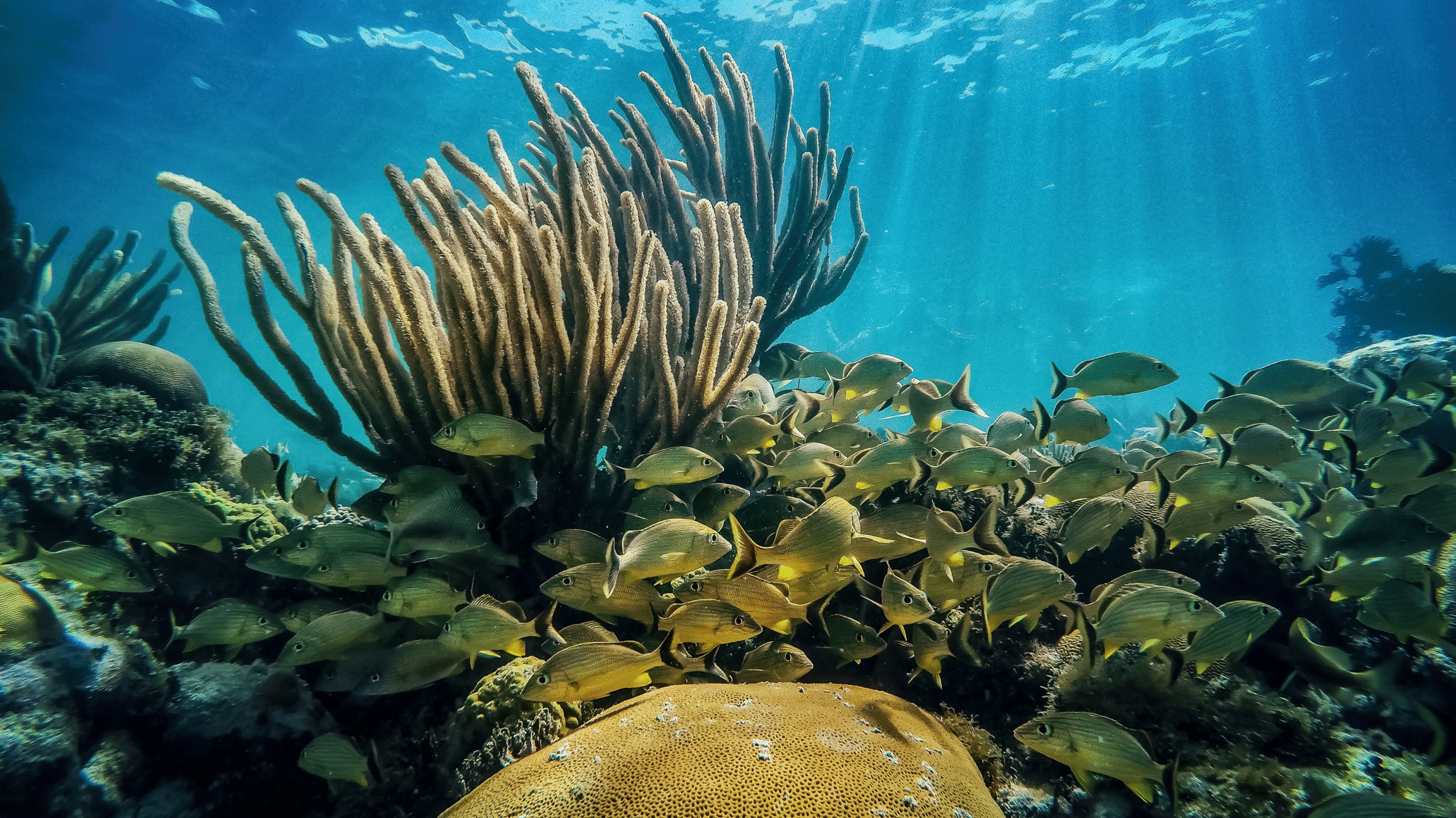 protecting-the-blue-frontier-floridas-ambitious-coastal-corridor-initiative