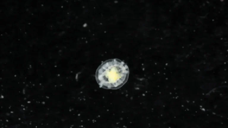the-biological-enigma-how-turritopsis-dohrnii-defies-the-laws-of-aging