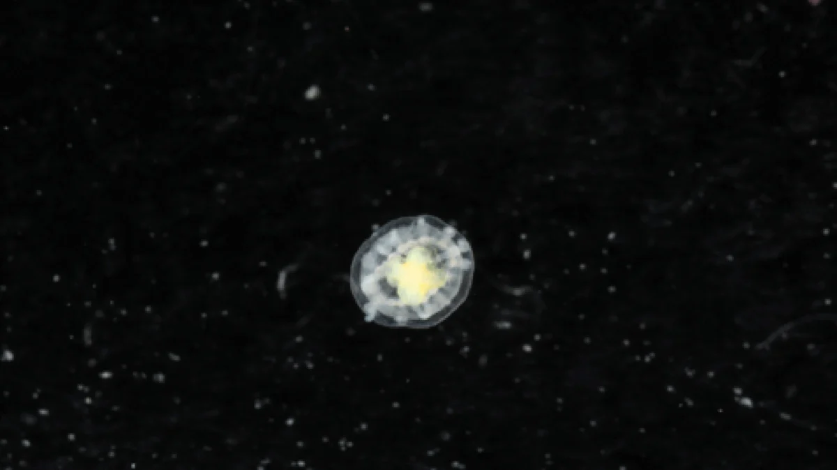 the-biological-enigma-how-turritopsis-dohrnii-defies-the-laws-of-aging