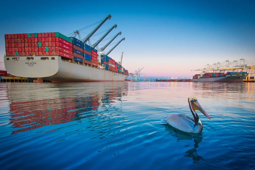 Wildlife in and around the Port of Long Beach.