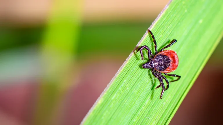 the-silent-invasion-why-ticks-are-redefining-life-in-america