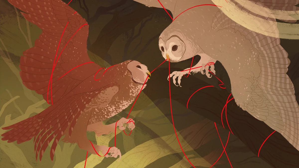 the-talon-dilemma-can-we-save-the-northern-spotted-owl-by-killing-its-cousin