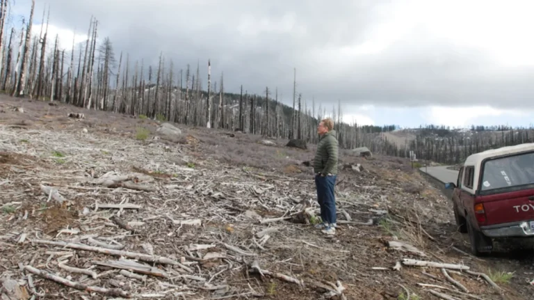 the-toxic-canopy-how-glyphosate-sprays-and-ghostwritten-science-are-reshaping-americas-forests