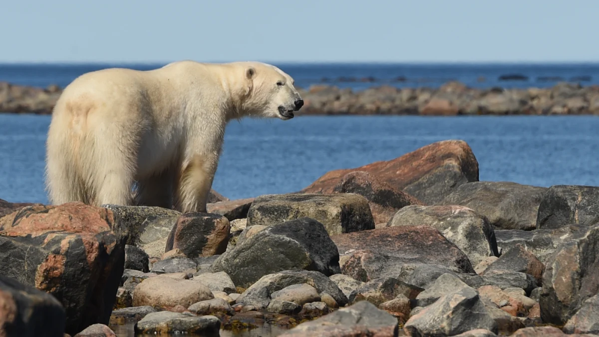 the-arctics-silent-crisis-why-scientific-research-is-vanishing-as-the-north-warms
